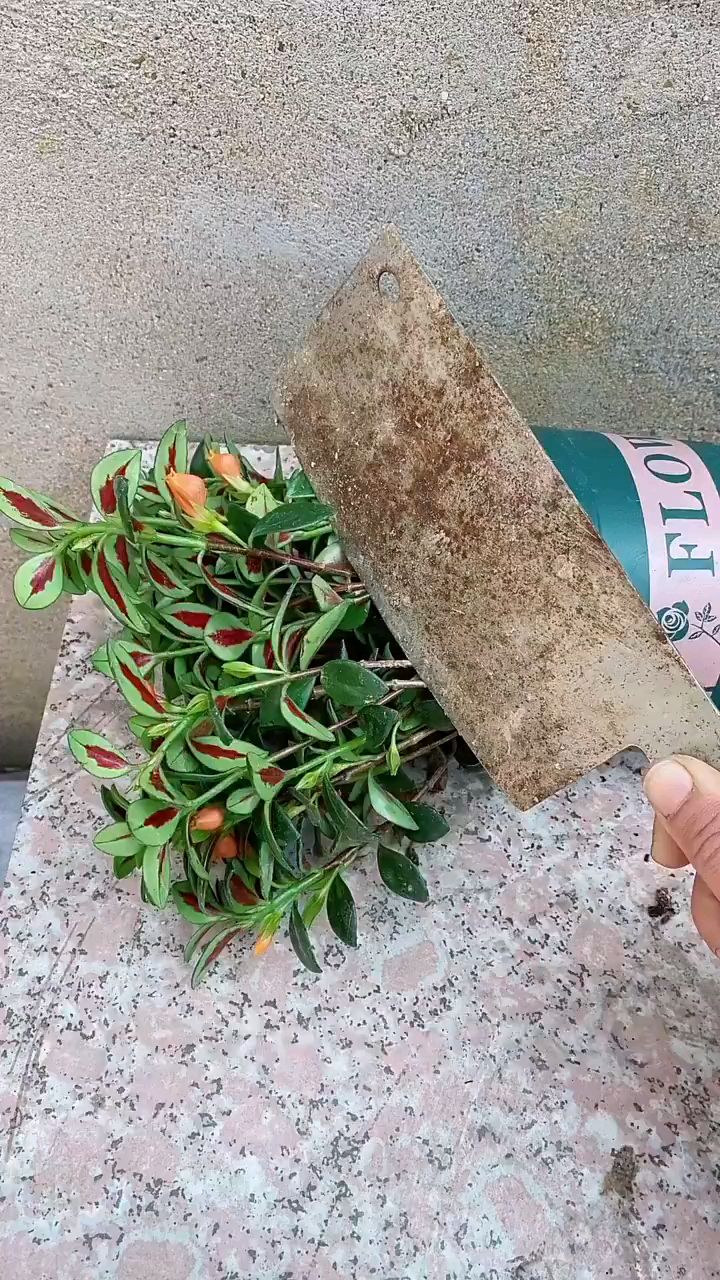 金鱼吊兰可以试试这样扦插~|||#养花小知识#金鱼吊兰