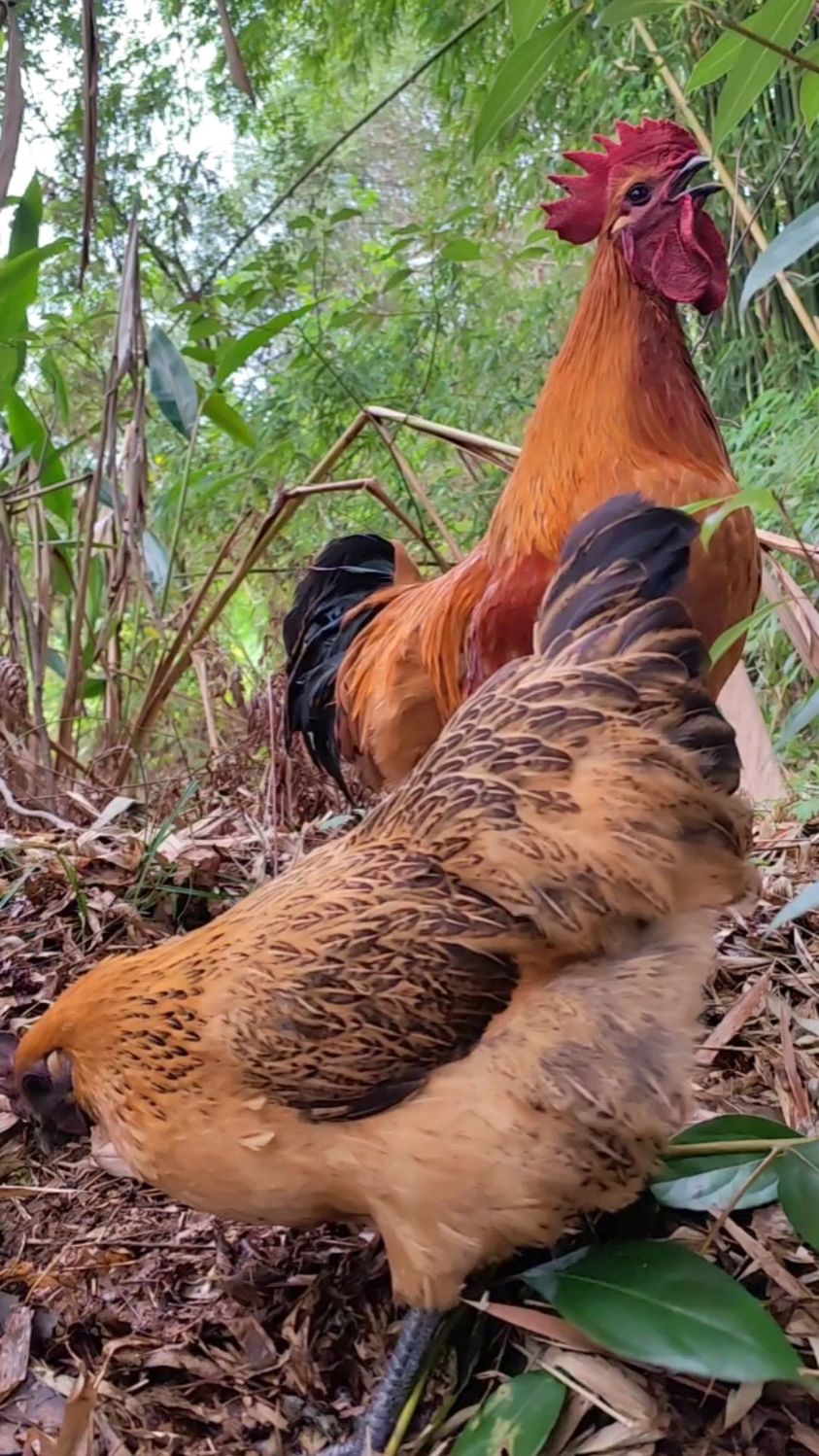 漂亮的大红公鸡约着心爱的母鸡出去觅食,全程精神高昂