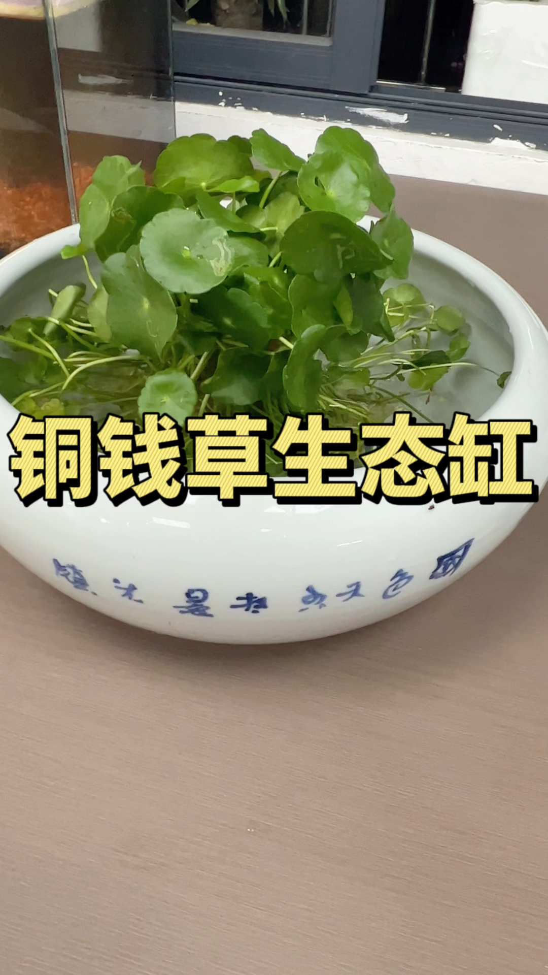 铜钱草生态缸在没有打氧没有过滤的情况下,也能把孔雀鱼养爆缸#水族#孔雀鱼 #铜钱草