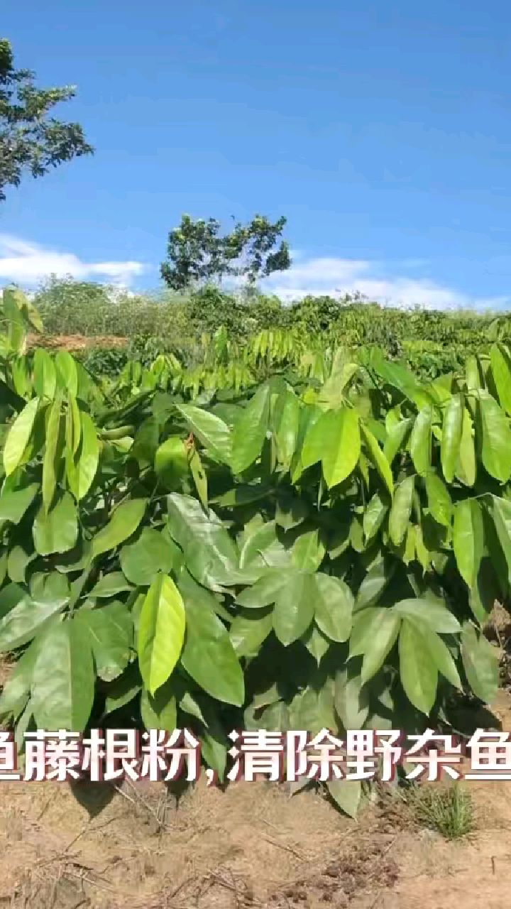 秘鲁进口鱼藤根粉