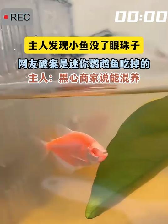 主人发现小鱼没了眼珠子，网友破案是迷你鹦鹉鱼吃掉的
