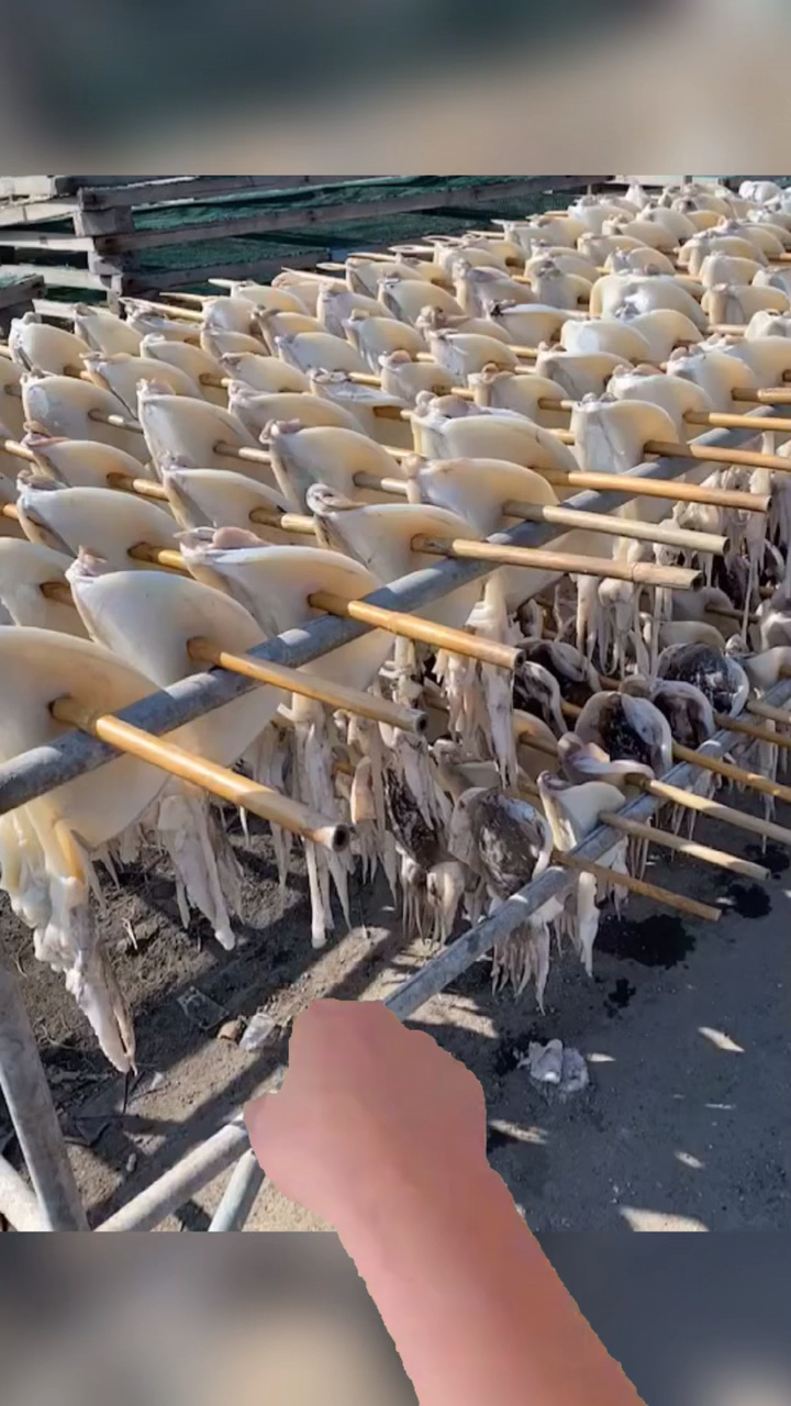 新晒一批墨鱼干,分享一下,这是一种野生纯天然海味,营养成分丰富,有补血养颜作用