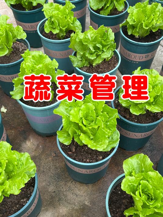 蔬菜冬季如何管理?掌握好了浇水施肥的时间,蔬菜越长越好