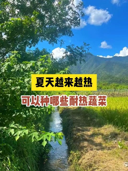 夏天越来越热,还可以种哪些耐热蔬菜
