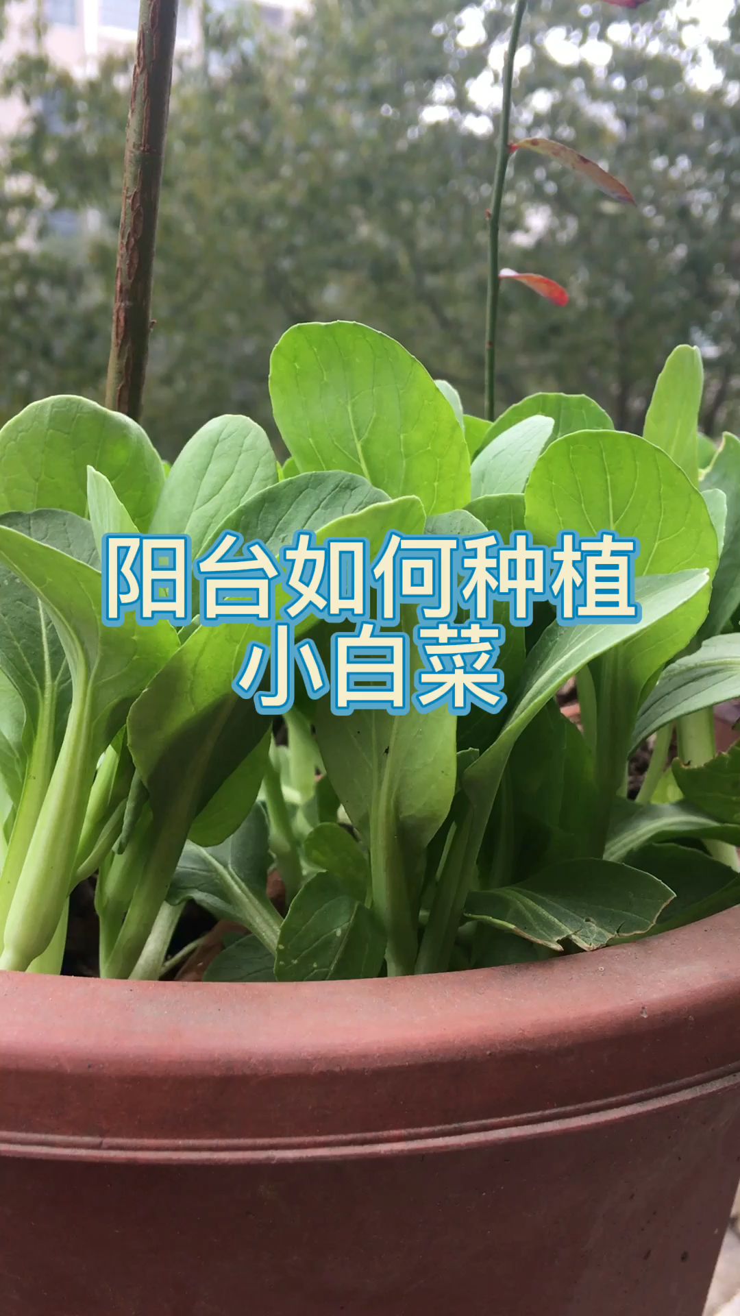 阳台如何种植小白菜?撒下种子就可以了