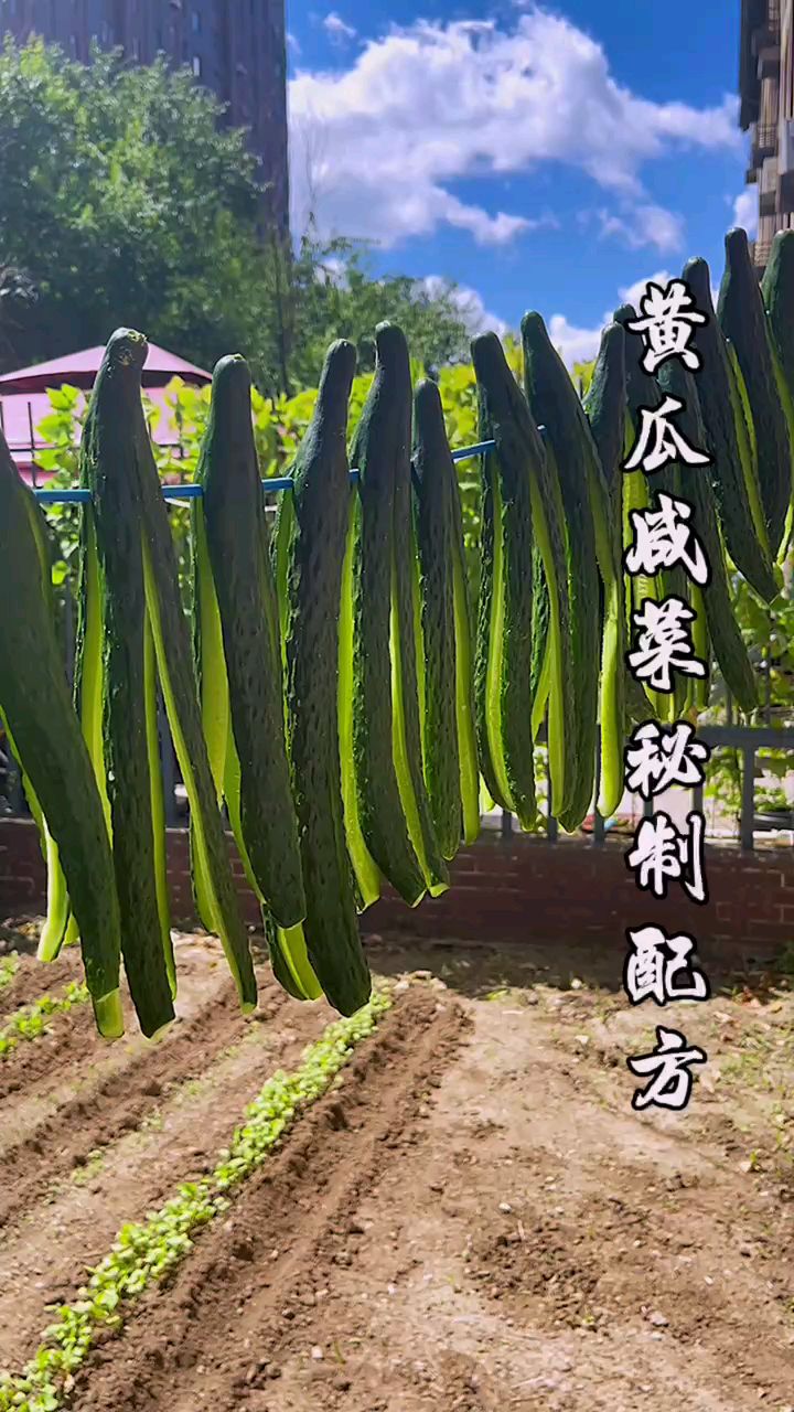 黄瓜咸菜都喜欢吃,您知道怎么腌才好吃吗?看看大厨怎么做的