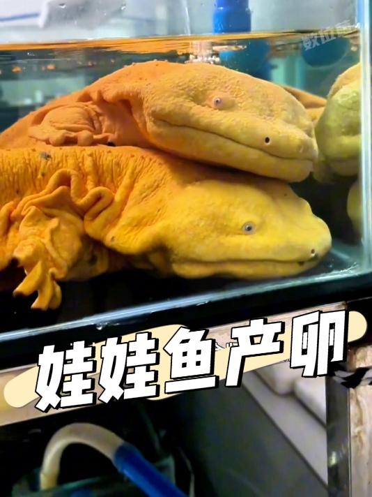 娃娃鱼产的卵,就像现实版波妞,晶莹剔透独立包装!