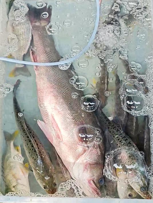 海鲈、星鲈、和顺、黄脚鱲,广州莲花山码头,鱼档品种