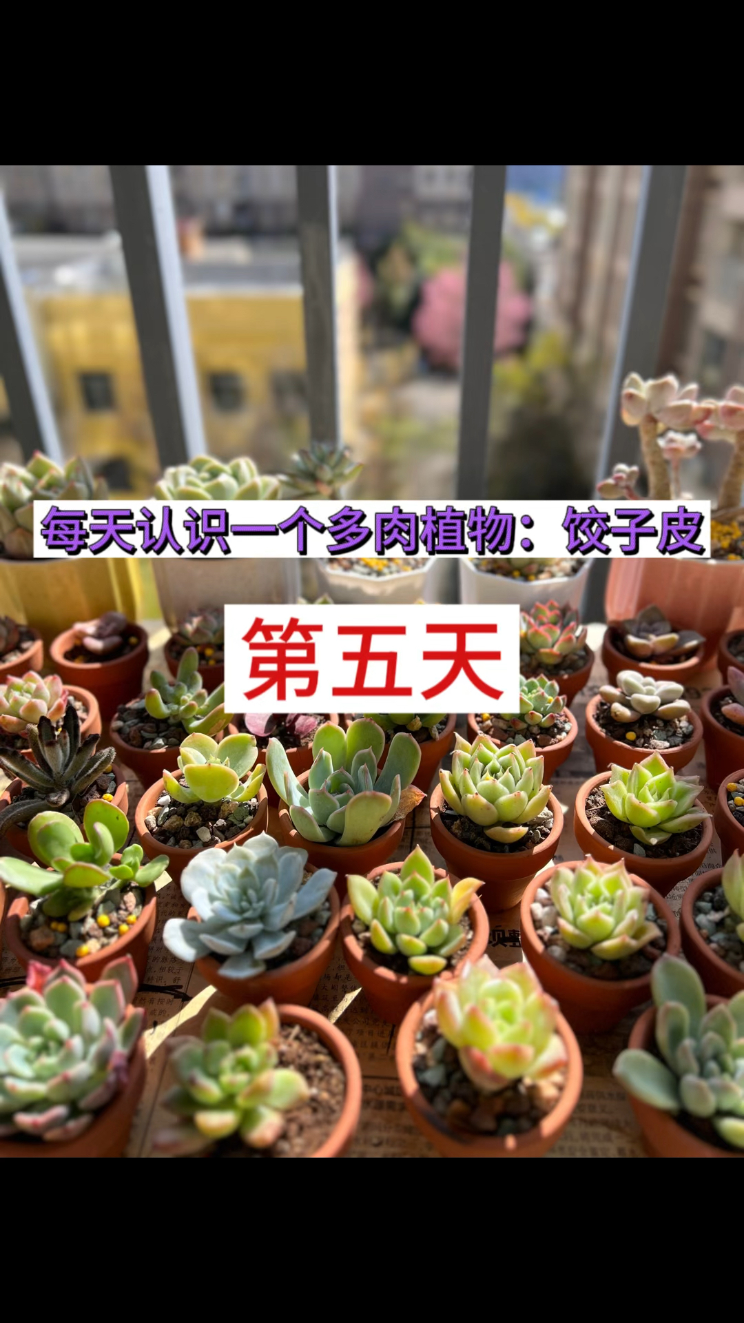 每天介绍一个懒人多肉植物:饺子皮。饺子皮的养殖方法和注意事项