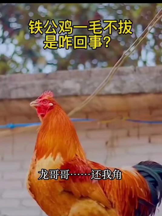 铁公鸡是怎么来的?为何会一毛不拔呢?