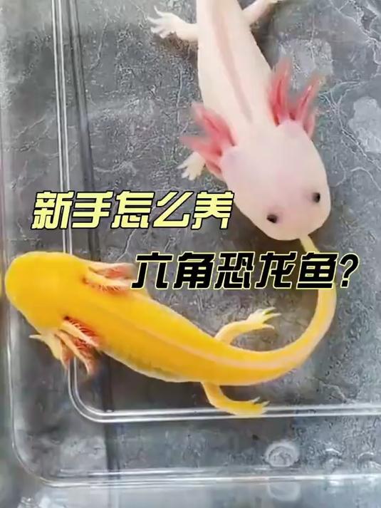 新手要怎么养六角恐龙鱼呢?