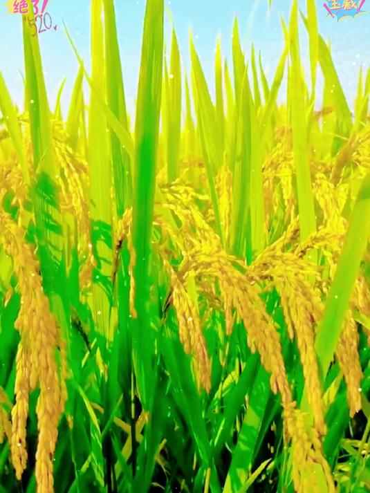 贵州梯田圆糯米颗粒饱满口感软糯香甜煮糯米饭打糍粑酿酒都很好吃