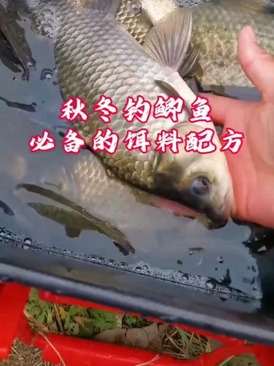 秋冬钓鲫鱼难?这款饵料配方超实用,赶紧试试!
