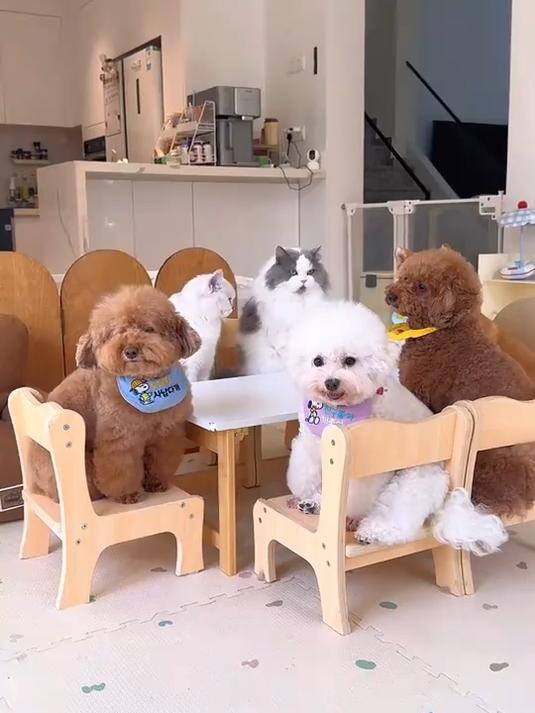 13岁广东小狗的养生餐 羊肚菌乌鸡汤