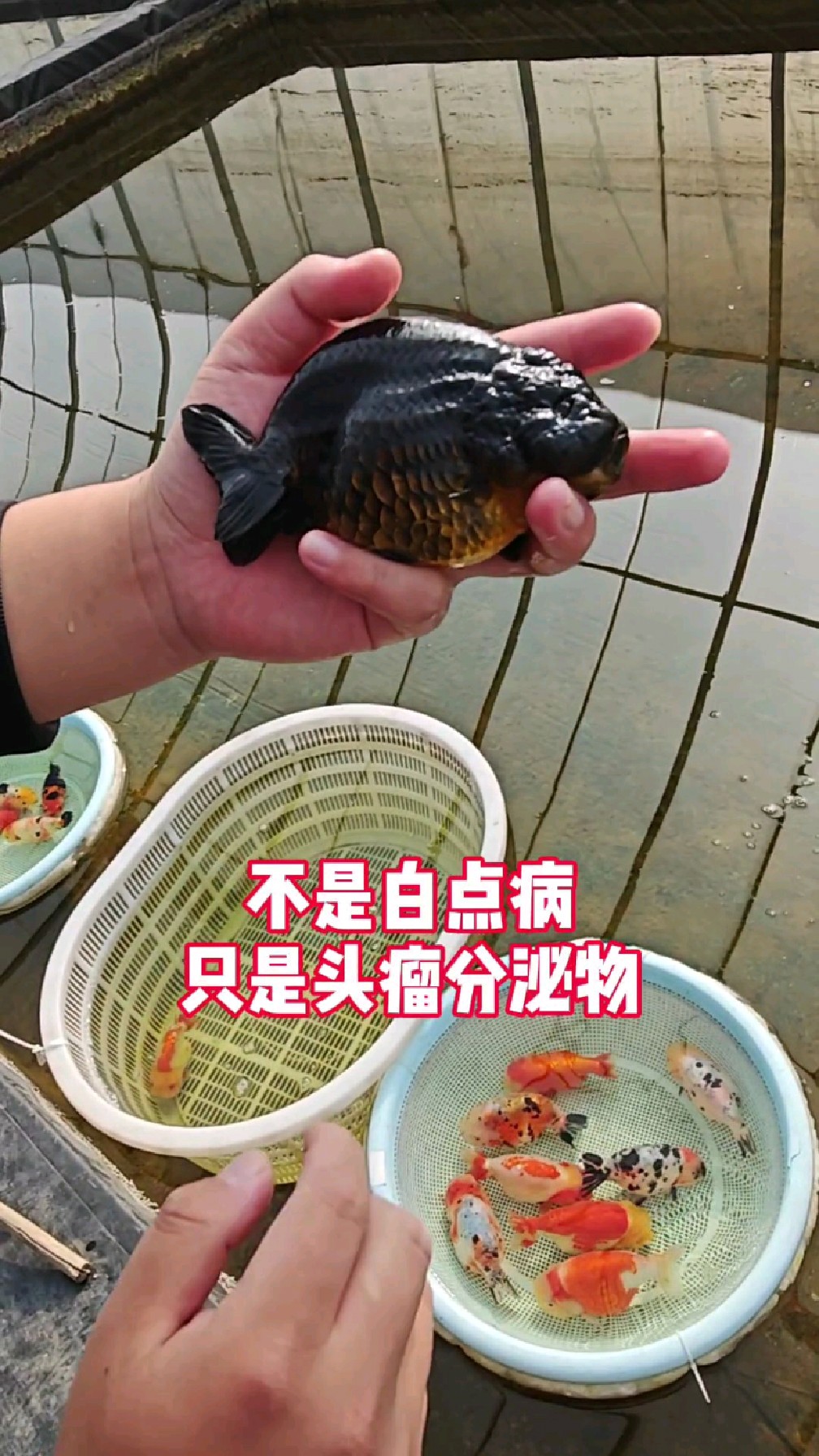 兰寿头瘤分泌物和白点病是不一样的!