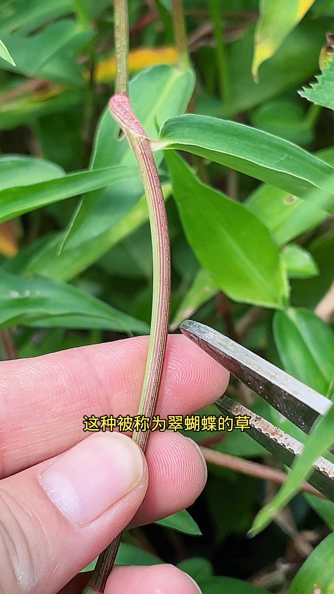 鸭跖草也叫竹节菜，你认识吗