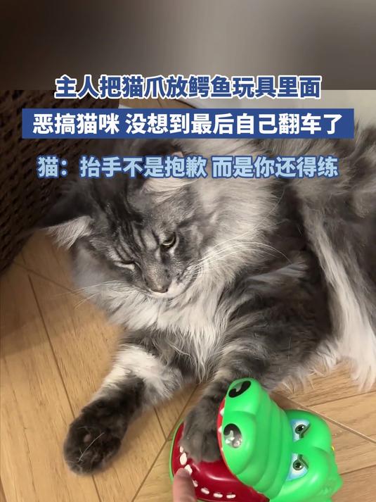 主人把猫爪放鳄鱼玩具里面恶搞猫咪 没想到最后自己翻车了