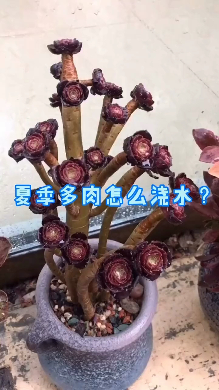 多肉植物养护:夏天多肉如何浇水