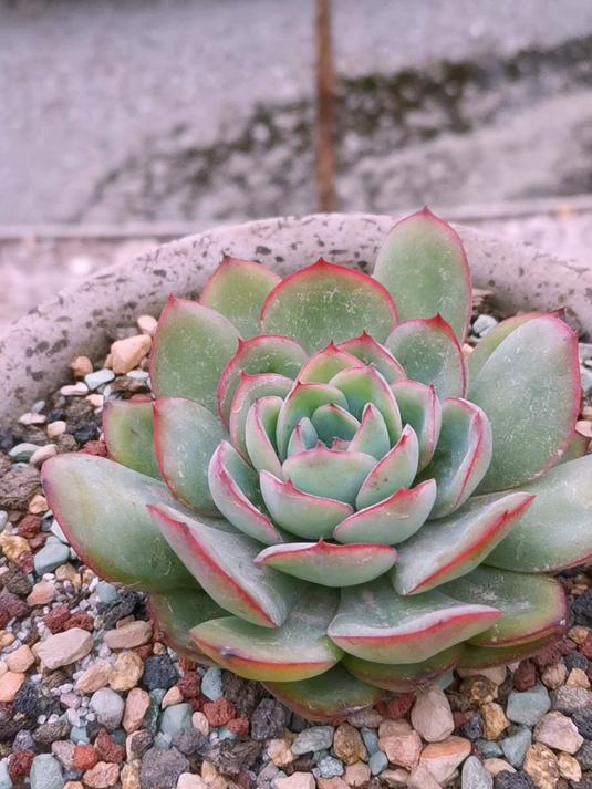 是盆大了吗？这棵多肉2年了就长了一点点！