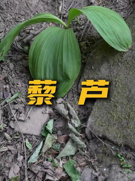 很多人把它的嫩苗当野菜吃,真是太危险了!