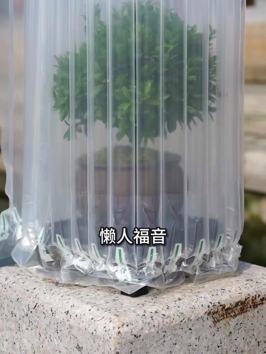 别再养多肉了,小叶赤楠四季红叶,窗台盆栽颜值天花板