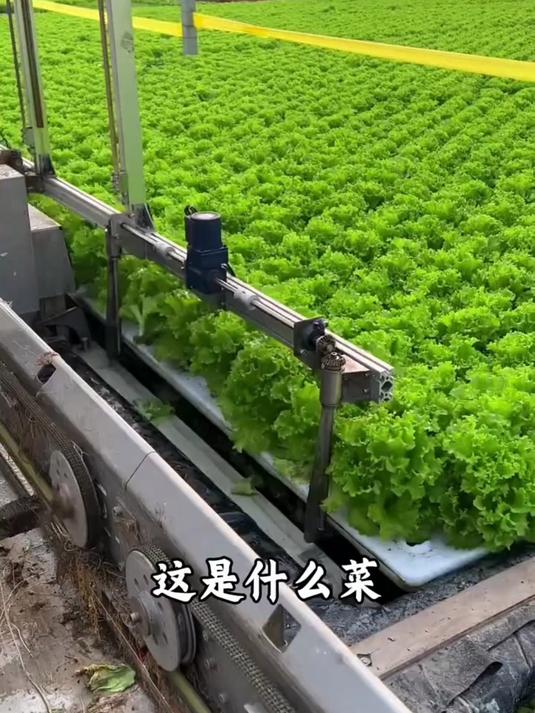 这是什么菜?