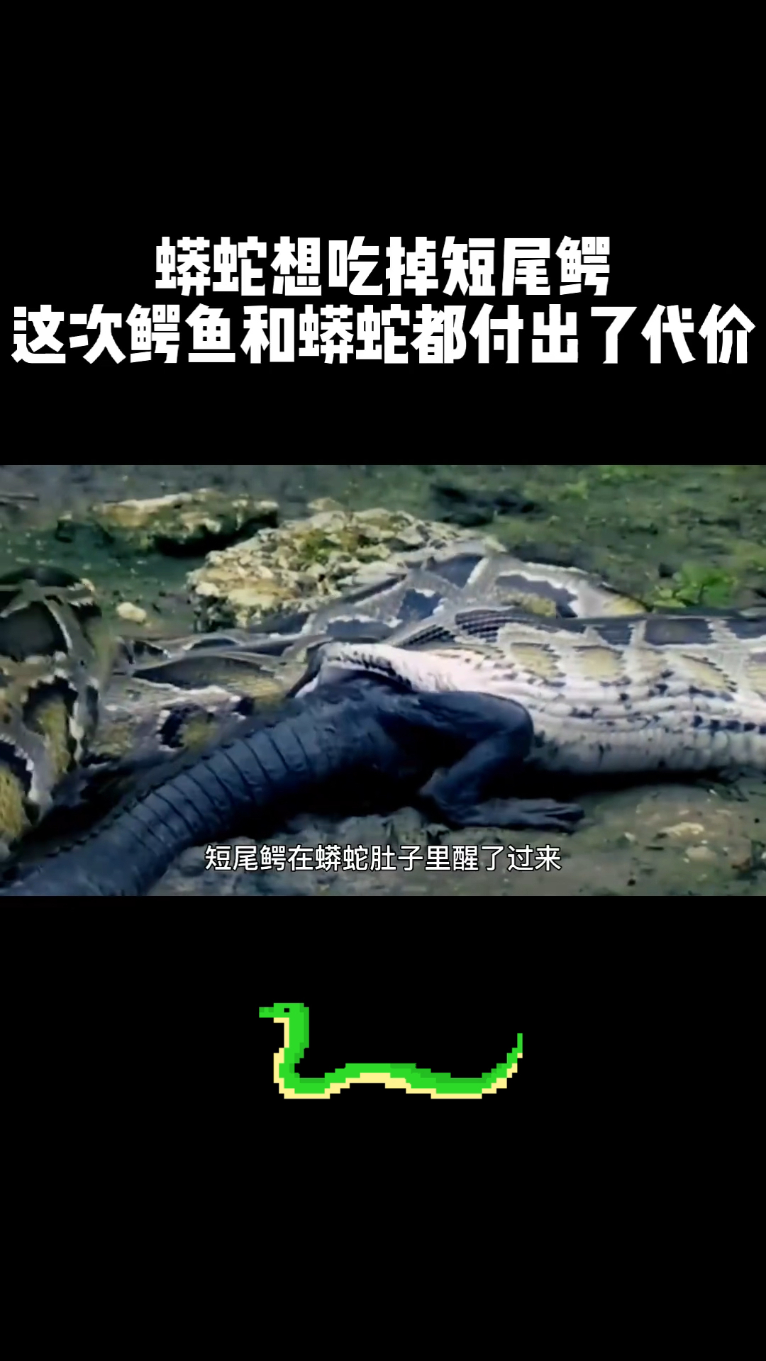 蟒蛇想吃鳄鱼,结果两败俱伤。