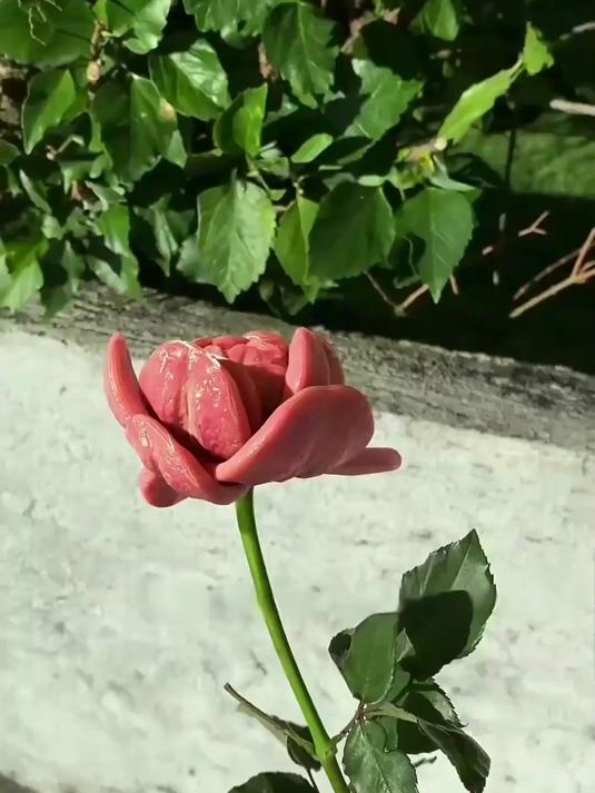 这是什么植物?