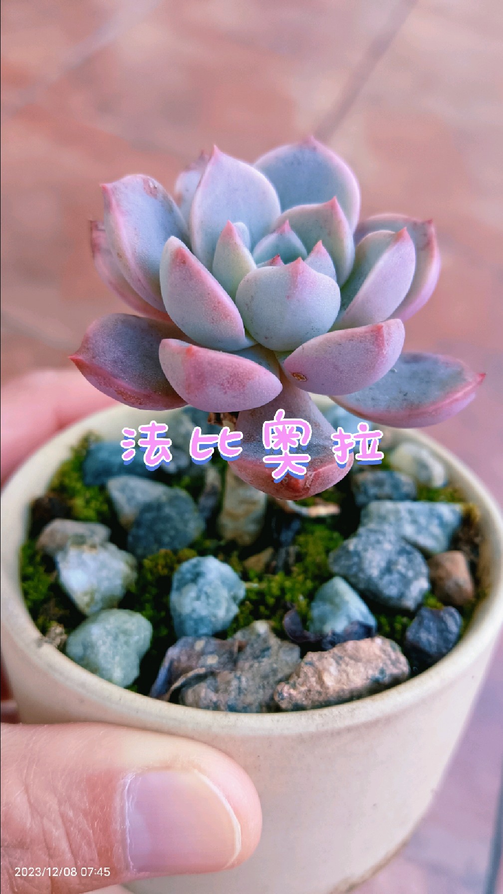 继续打卡:我的多肉植物(法比奥拉)