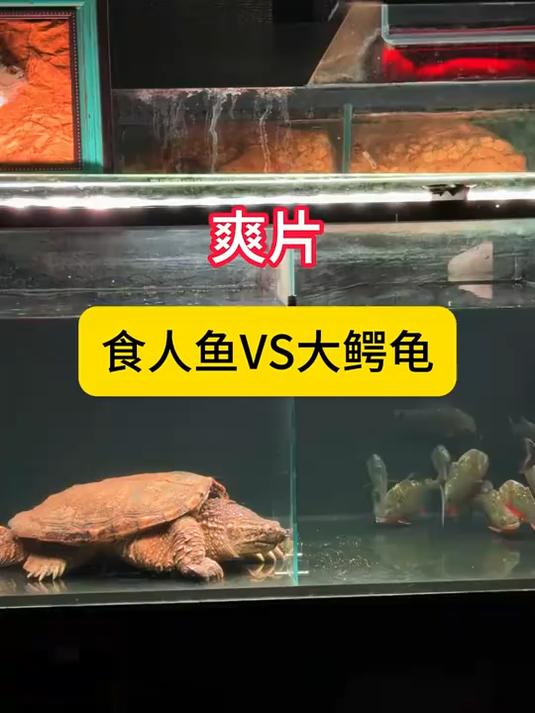 大鳄龟vs食人鱼