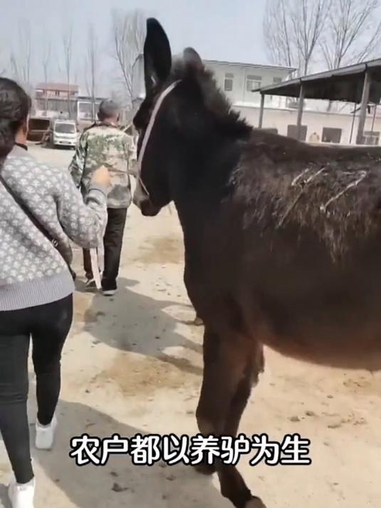 正宗特产五香酱驴肉熟食真空包装开袋即食