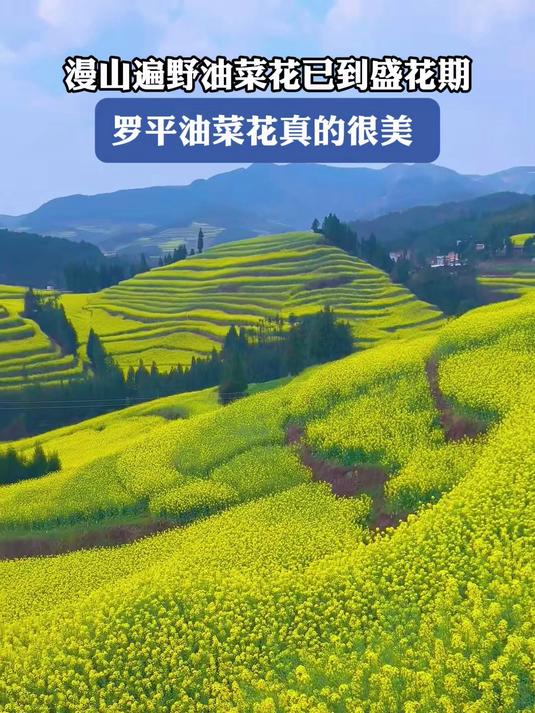 漫山遍野油菜花已到盛花期,罗平油菜花真的很美