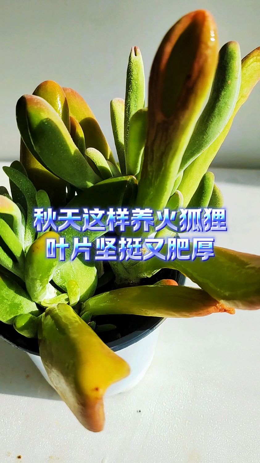 秋天这样养火狐狸,叶片坚挺又肥厚