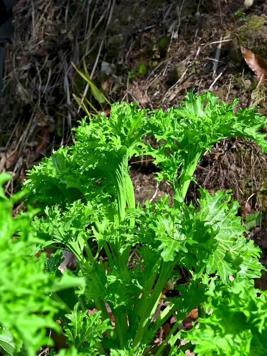 腊味苔菜 翠绿鲜嫩的花叶苔菜和干香咸鲜的腊肉在铁锅相遇荤与素