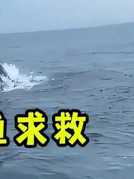 鲸鱼频繁撞击渔船，原来它是在求助，它的伴侣被缠绕住了