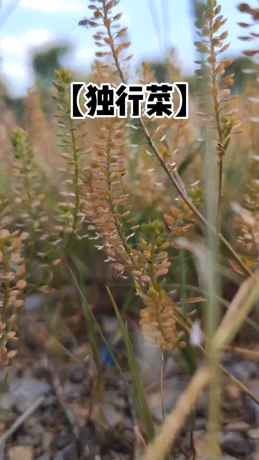 今日植物—独行菜