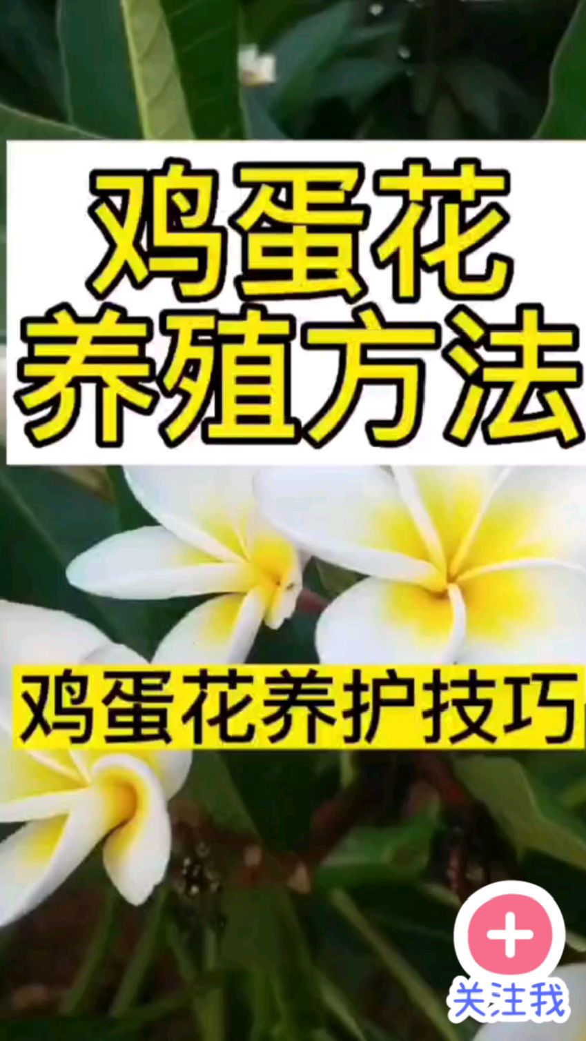 鸡蛋花树种植方法