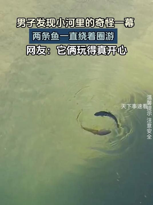 男子发现小河里的奇怪一幕,两条鱼一直绕着圈游