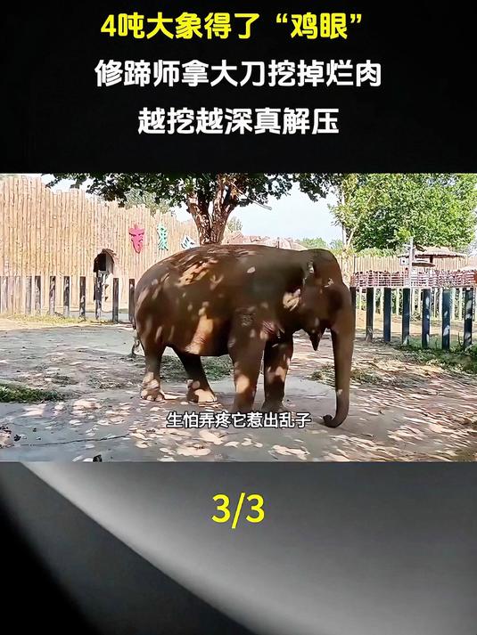 大象脚底长鸡眼，修蹄师用刀挖烂肉！