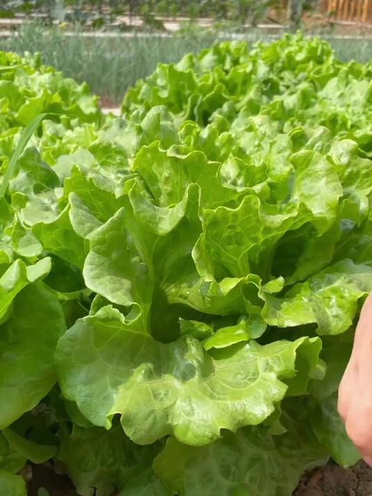 观赏兼食用意生菜籽创意足