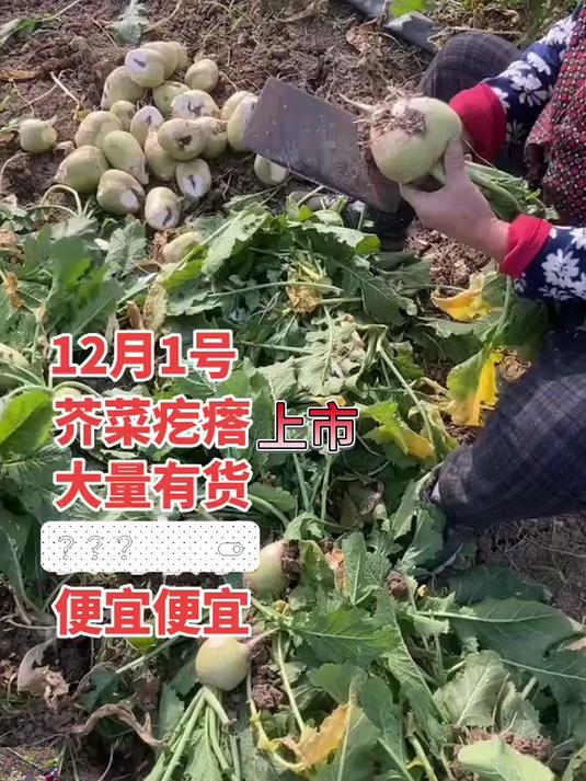 新鲜芥菜疙瘩大头菜农家辣芥菜头腌咸菜芥菜疙瘩酸菜丝现挖现发！