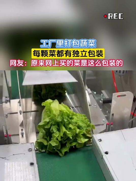 工厂里打包蔬菜,每颗菜都有独立包装
