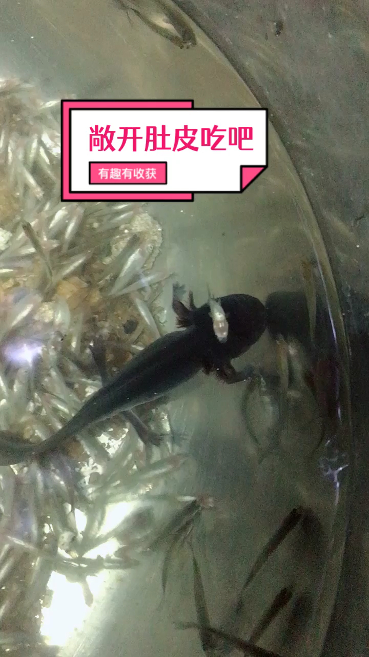 六角恐龙鱼开饭了