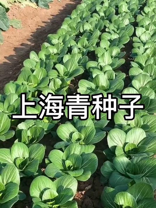 上海青种子