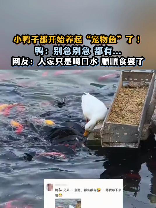 小鸭子都开始养起“宠物鱼”了!