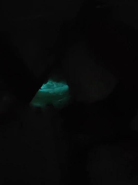 会发蓝色荧光的虾，这是正常现象还是与核辐射有关