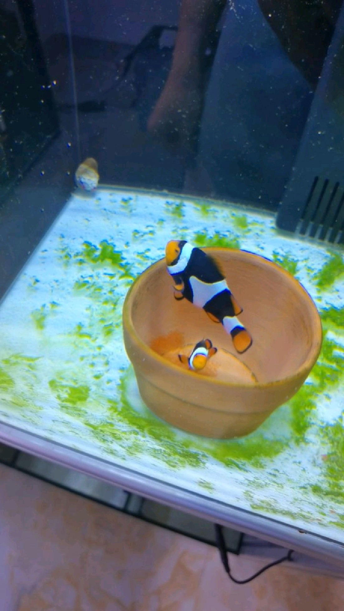 海水野生黑背心小丑鱼种鱼产卵,记录一下小丑鱼从产卵到鱼苗起飞,鱼苗长大全过程