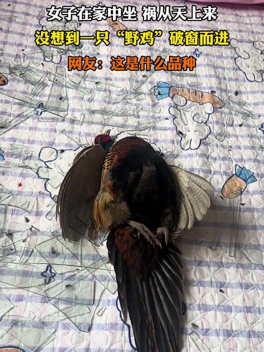 女子在家中坐,祸从天上来,没想到一只“野鸡”破窗而进