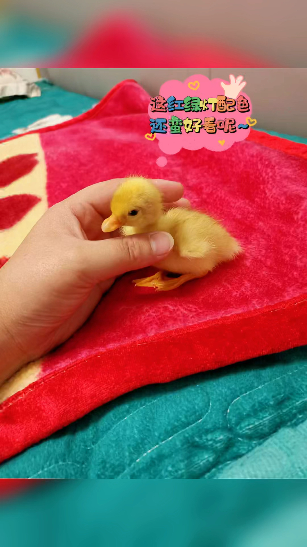 柯尔鸭幼崽、孵化