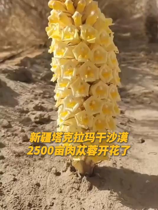 塔克拉玛干沙漠2500亩肉苁蓉开花了!网友:爆米花